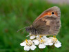 Small Heath