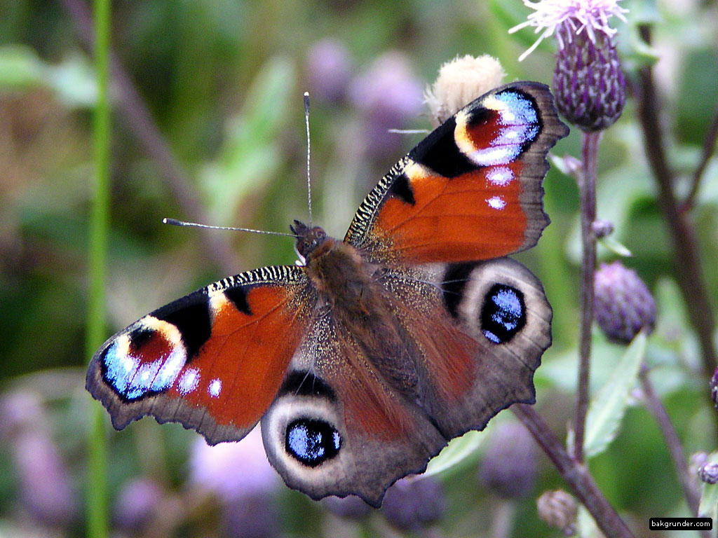 Peacock Butterfly Wallpapers
