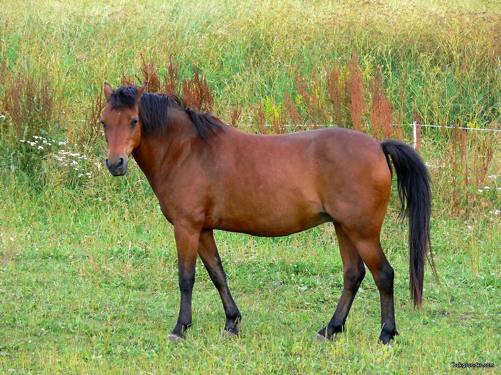 horse16.jpg