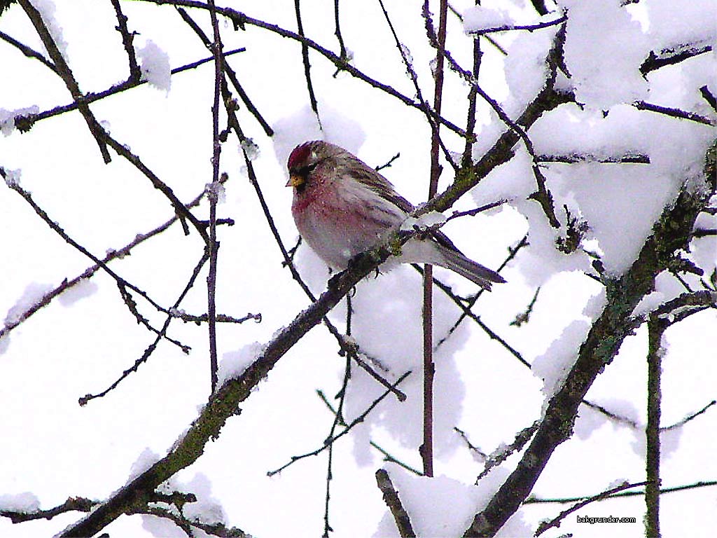 Redpoll Gråsiska