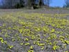 Tussilago
