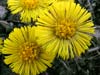 Tussilago