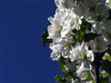 Äppelblommor