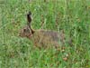 Hare