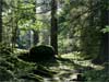 Skogen