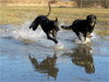 Springande hundar