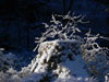 Snöklädd stubbe