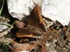 Two-tailed Pasha