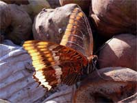 Two-tailed Pasha