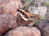 Two-tailed Pasha