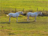 Vita hästar
