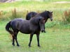 Mörkbruna hästar