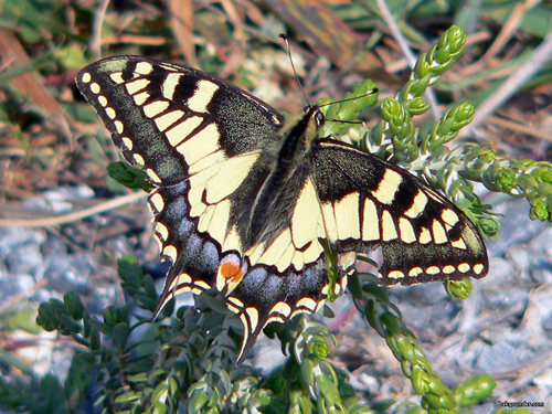 Makaonfjäril Papilio machaon