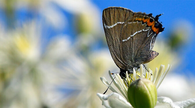 Almsnabbvinge Satyrium w-album