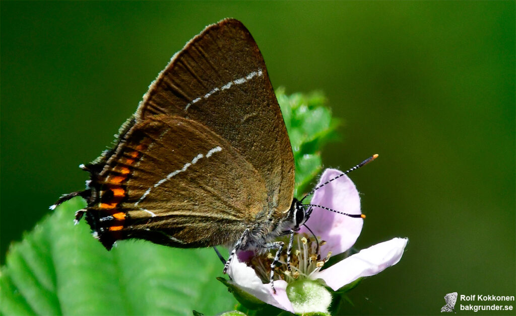 Almsnabbvinge Satyrium w-album