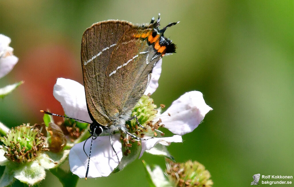 Almsnabbvinge Satyrium w-album