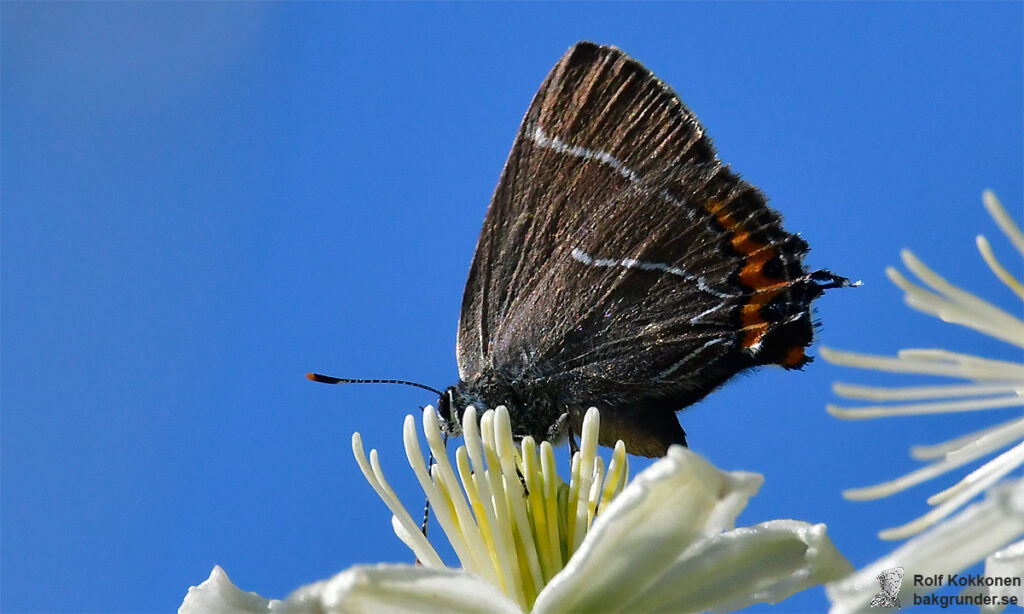 Almsnabbvinge Satyrium w-album