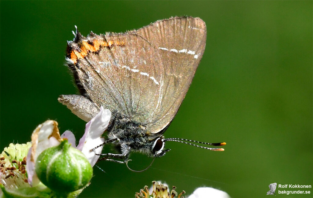 Almsnabbvinge Satyrium w-album