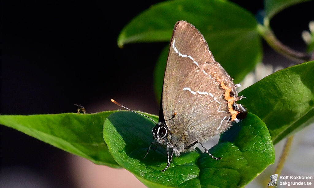 Almsnabbvinge Satyrium w-album