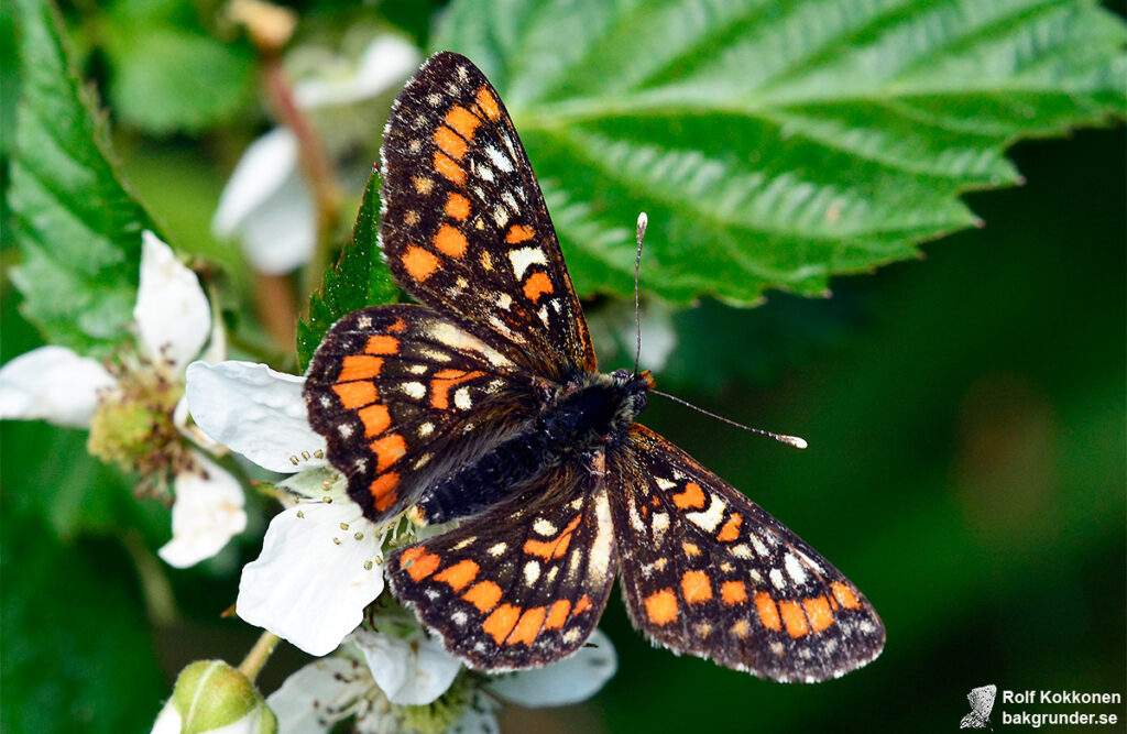 Asknätfjäril Euphydryas maturna Hane