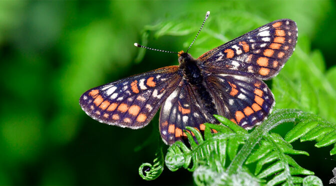Asknätfjäril Euphydryas maturna