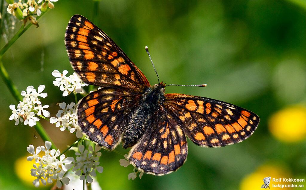 Asknätfjäril Euphydryas maturna