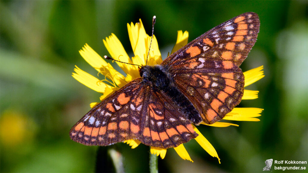 Asknätfjäril Euphydryas maturna