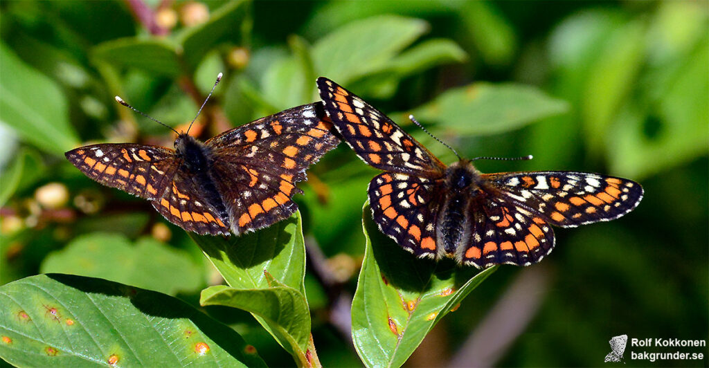 Asknätfjäril Euphydryas maturna