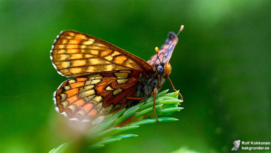 Asknätfjäril Euphydryas maturna
