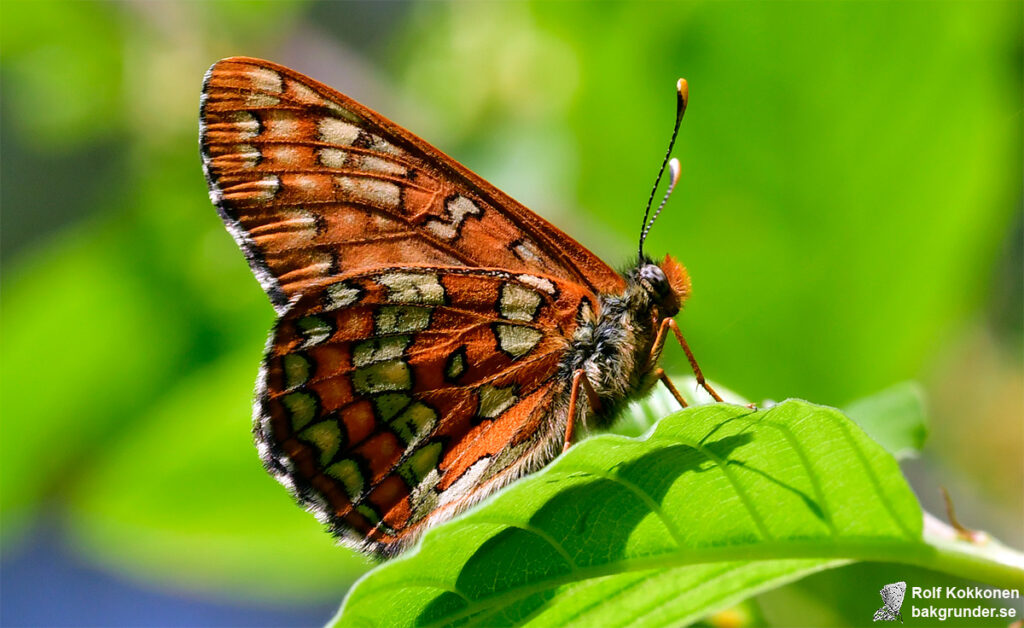 Asknätfjäril Euphydryas maturna