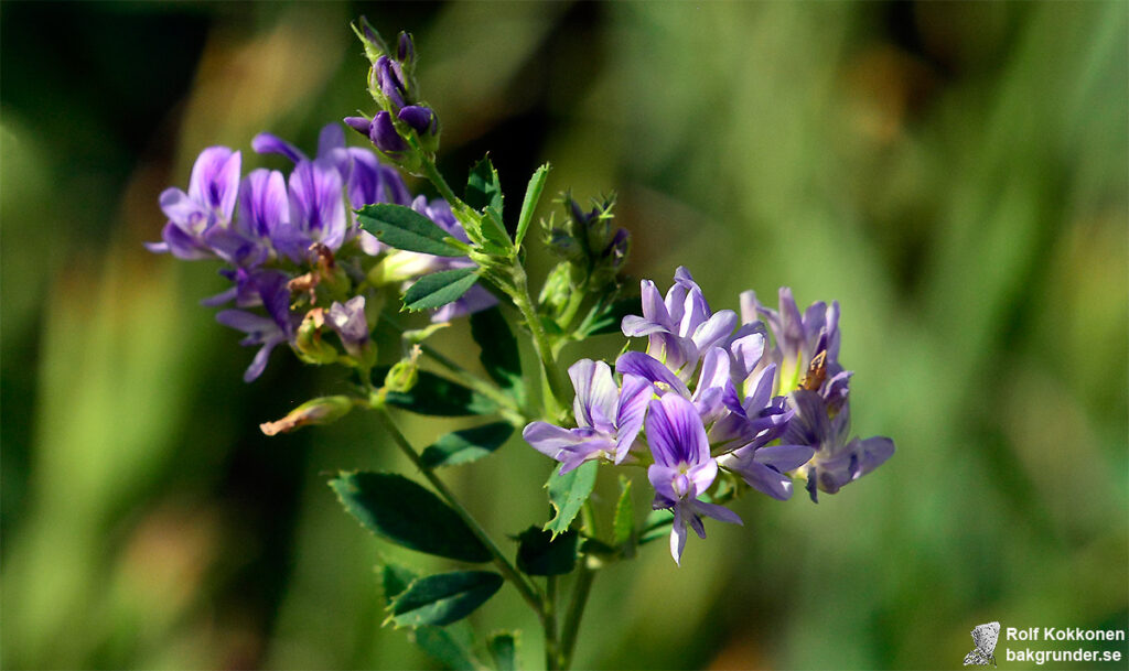 Blålusern Medicago sativa subsp. sativa