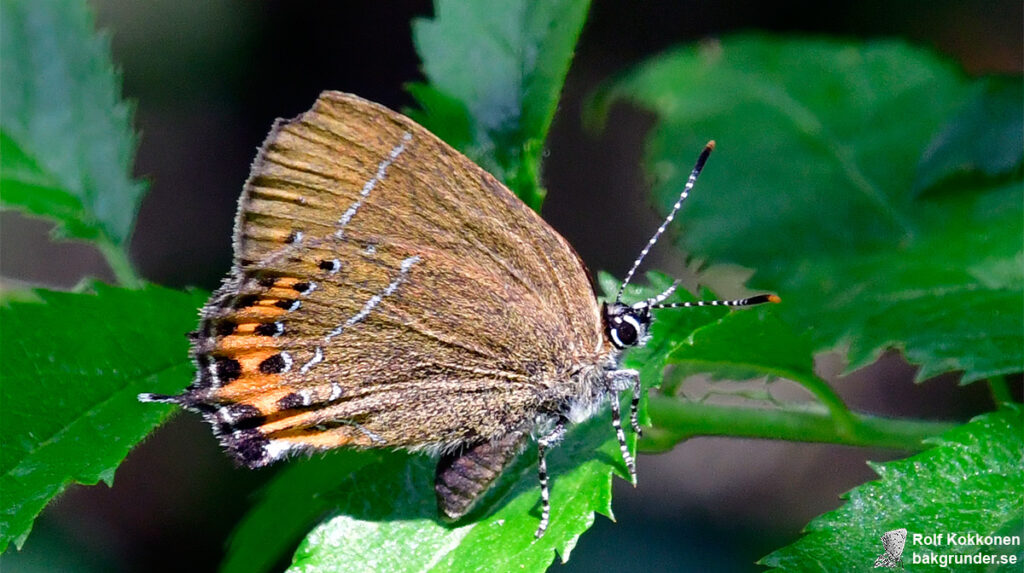Busksnabbvinge Satyrium pruni