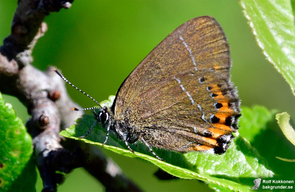 Busksnabbvinge Satyrium pruni