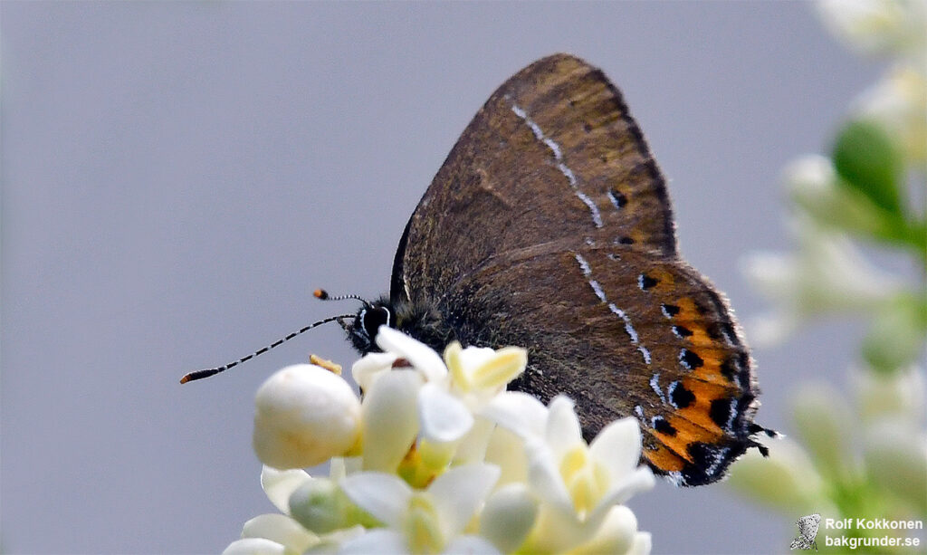 Busksnabbvinge Satyrium pruni