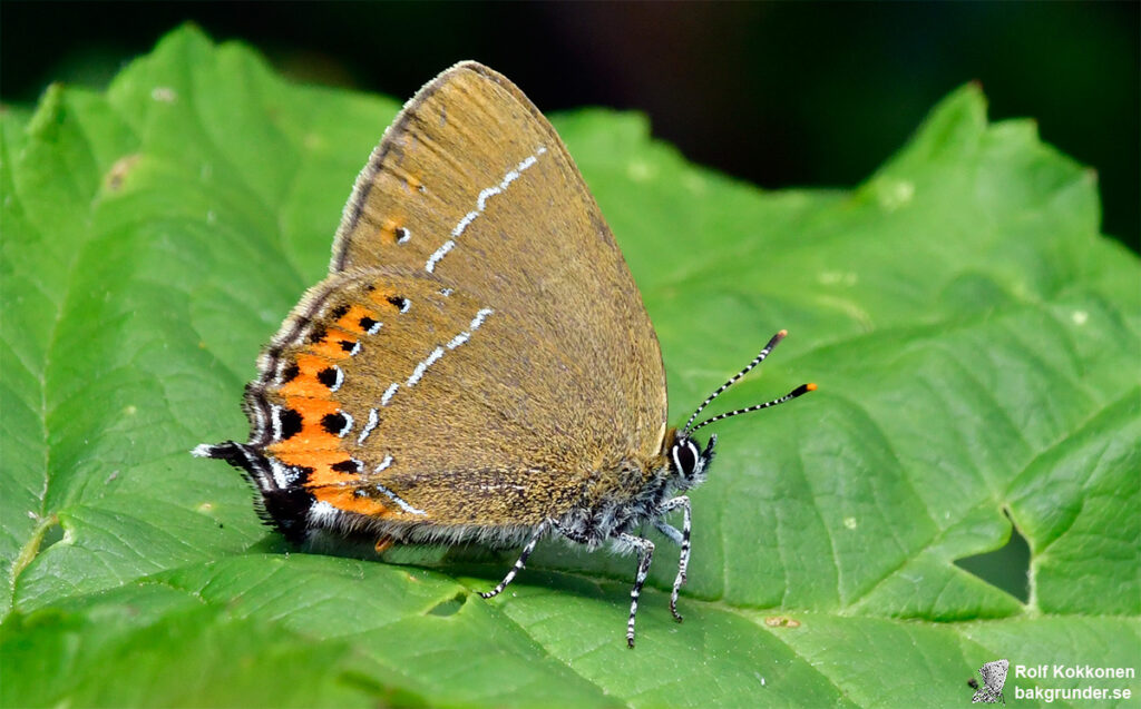 Busksnabbvinge Satyrium pruni
