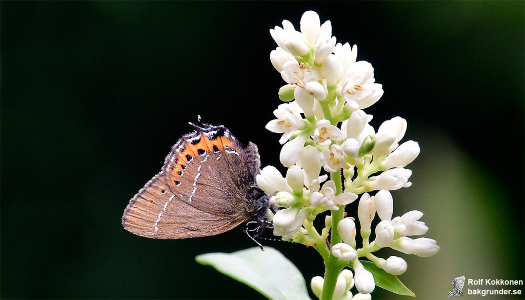 Busksnabbvinge Satyrium pruni