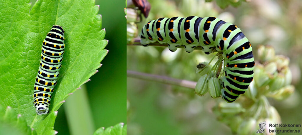Makaonfjäril Äldre larv Papilio machaon