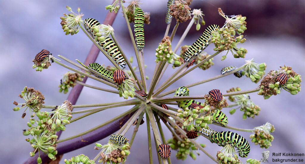 Makaonfjäril Äldre larv Papilio machaon