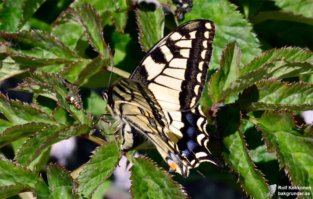 Makaonfjäril Papilio machaon Äggläggning