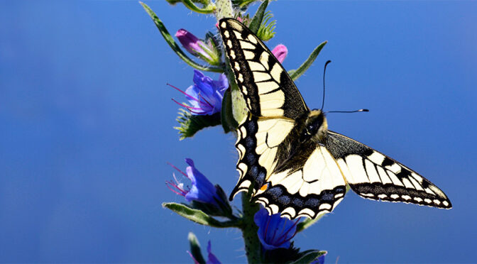 Makaonfjäril Papilio machaon