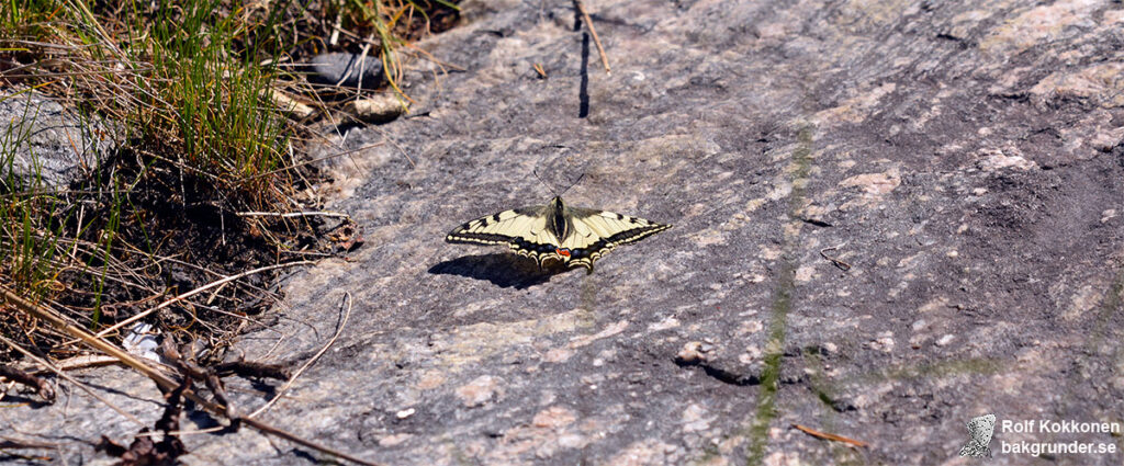 Makaonfjäril Papilio machaon från 15 meters håll.