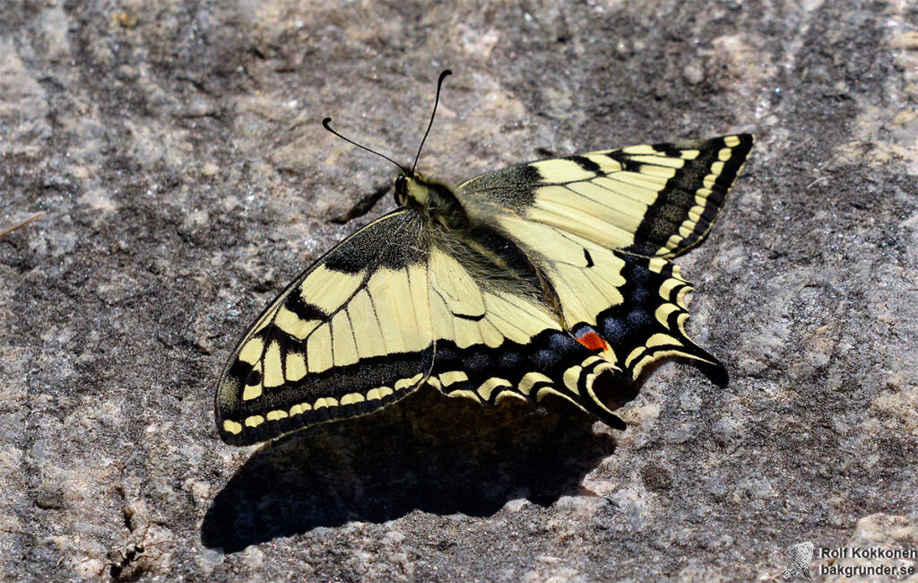 Makaonfjäril Papilio machaon från 2 meters håll.