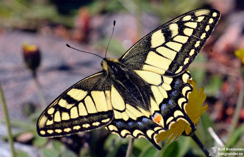 Makaonfjäril Papilio machaon