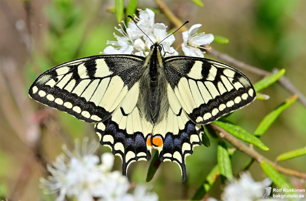 Makaonfjäril Papilio machaon