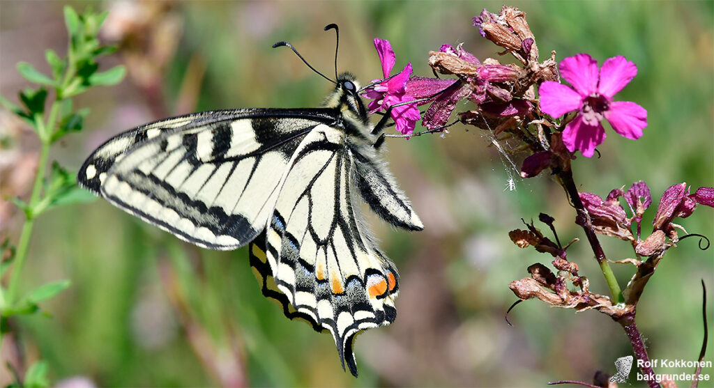 Makaonfjäril Papilio machaon