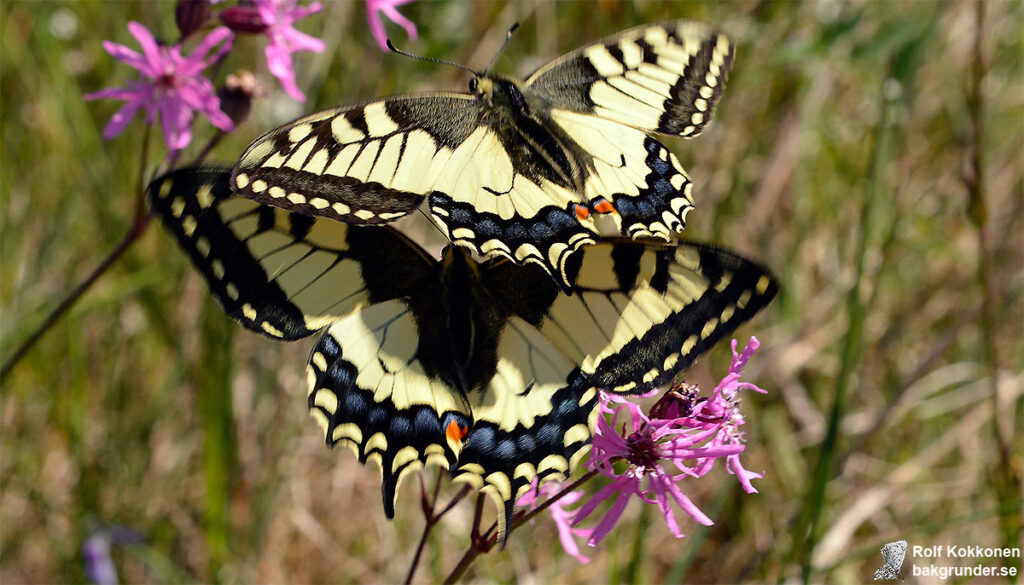 Makaonfjärilar Papilio machaon