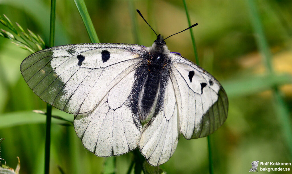 Mnemosynefjäril Parnassius mnemosyne Hane