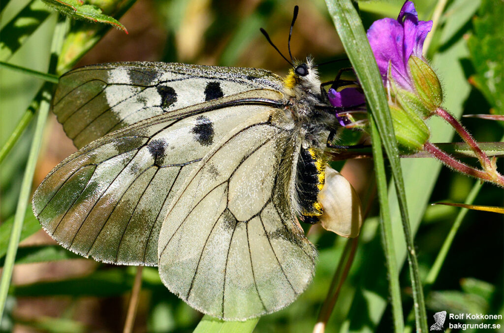 Mnemosynefjäril Parnassius mnemosyne  Hona