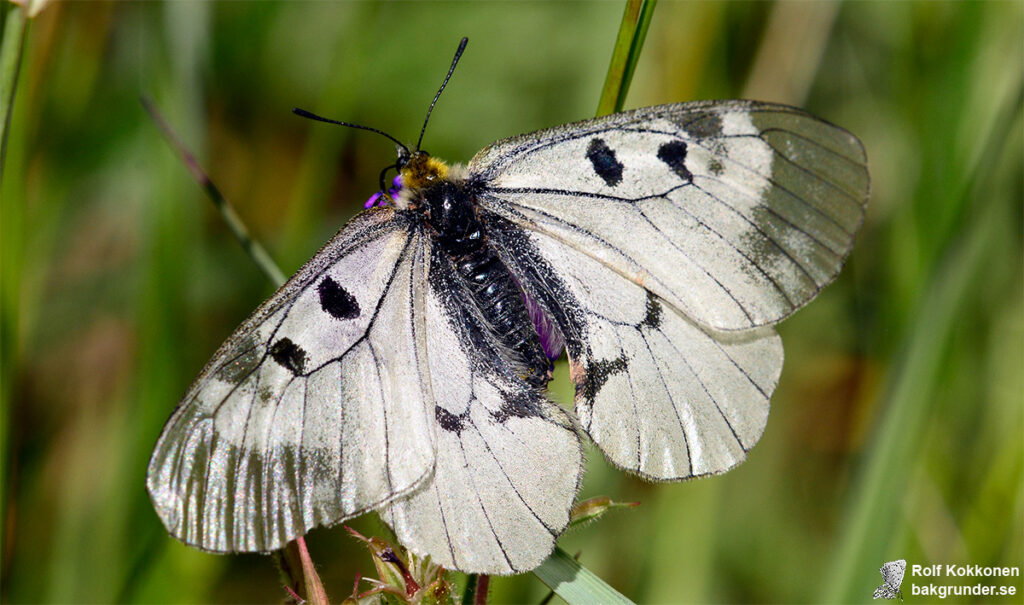 Mnemosynefjäril Parnassius mnemosyne  Hona