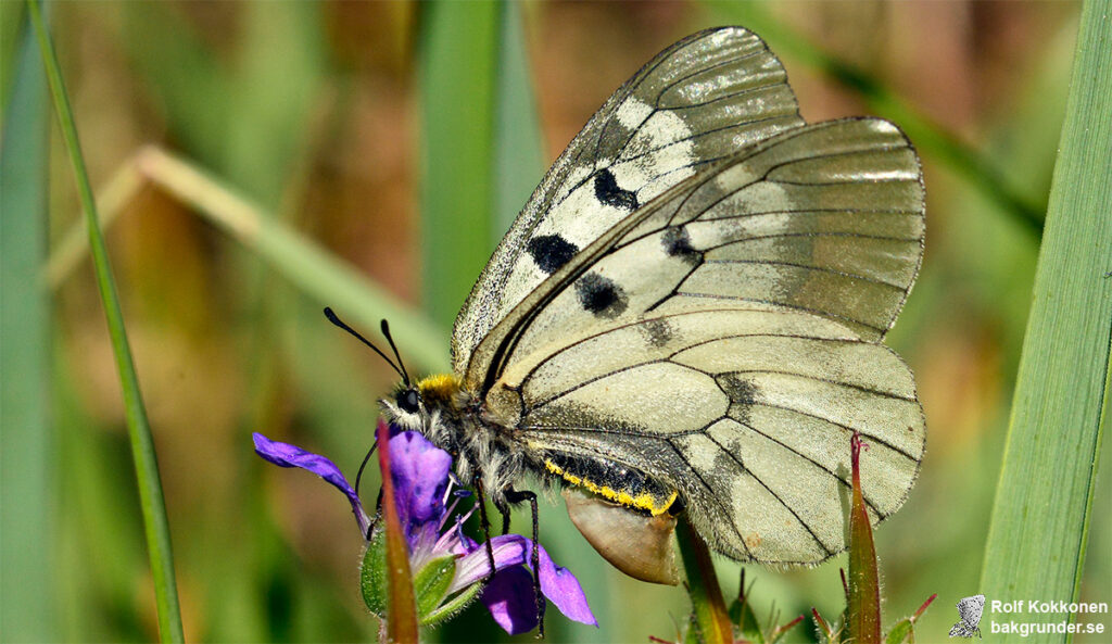 Mnemosynefjäril Parnassius mnemosyne  Hona med sphragis